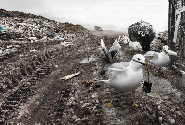 Photograph Philip Rostron Seagulls With Electronics on One Eyeland