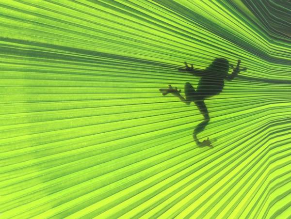 Photograph Kendisan Diego Shadow on One Eyeland
