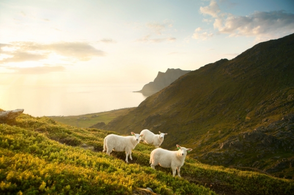 Photograph Caterina Bernardi Sheeps on One Eyeland