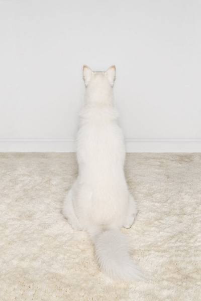 Photograph Tim Platt Siberian Husky On White Rug on One Eyeland