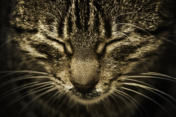 Photograph Eugenia Kyriakopoulou Siesta Time on One Eyeland