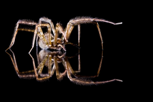Photograph Tim Corbeel Sixteen Hairy Legs on One Eyeland