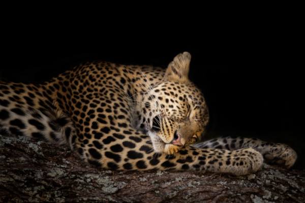 Photograph Bev Pettit Sleeping Leopard on One Eyeland