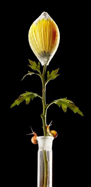 Photograph Joe Felzman Snails And Flower on One Eyeland