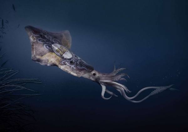 Photograph Garrigosa  Squid on One Eyeland