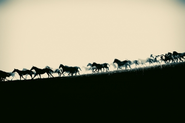 Photograph Christopher Wilson Stampede on One Eyeland
