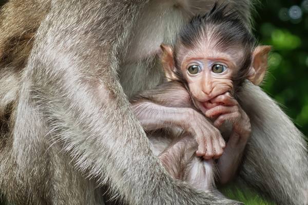 Photograph Achmad Tibyani Staring on One Eyeland