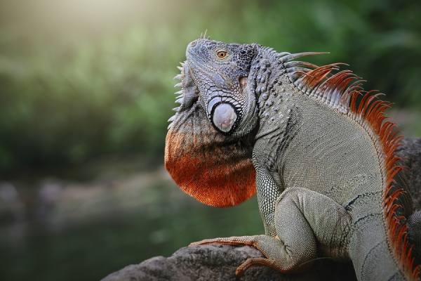 Photograph Shikhei Goh Sun Bath on One Eyeland