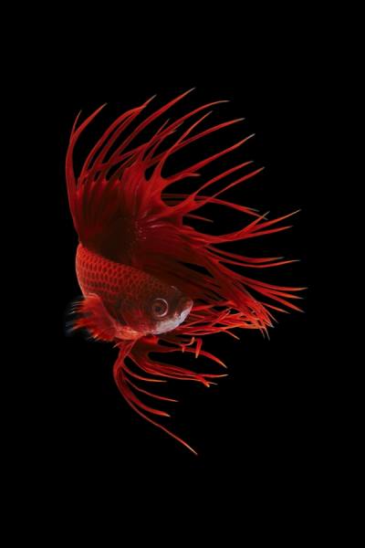 Photograph Anh Ho Super Red Crown Tail Halfmoon Fighting Fish on One Eyeland