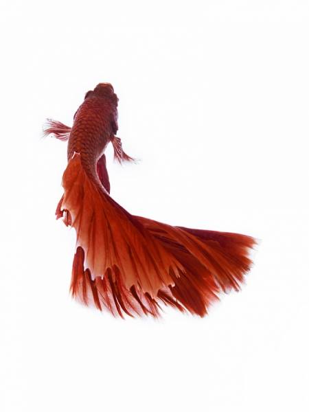 Photograph Anh Ho Super Red Halfmoon Fighting Fish on One Eyeland