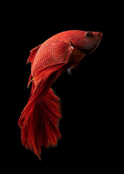 Photograph Anh Ho Super Red Halfmoon Fighting Fish on One Eyeland