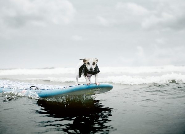 Photograph Dana Neibert Surf Dog on One Eyeland