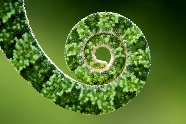 Photograph Mehmet Karaca Tail Of A Chameleon on One Eyeland