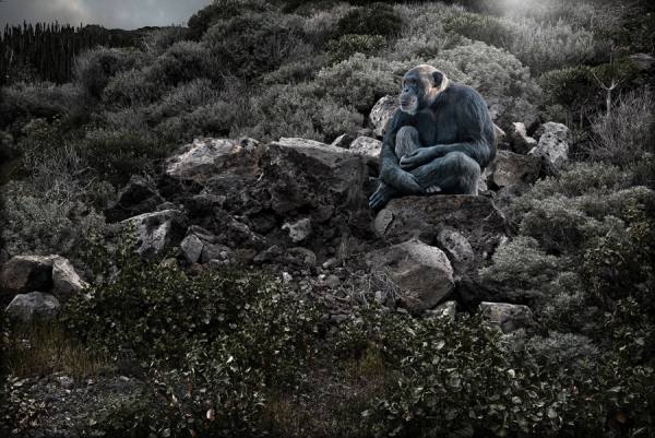 Photograph Tejo Coen The Chimp on One Eyeland