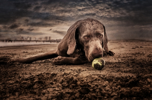 Photograph Kristi Elias The Magnificent on One Eyeland