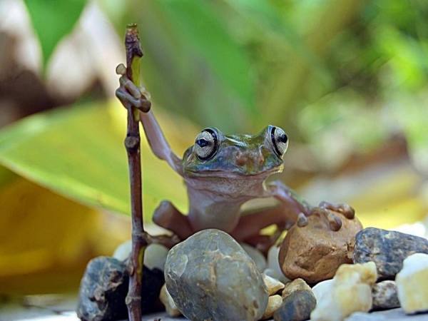 Photograph Ahmad Muhajir The Master Of Frog on One Eyeland