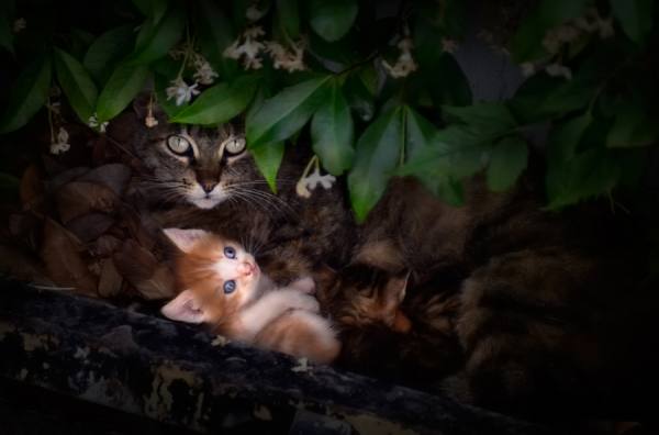 Photograph Juan De Villalba The New Generation on One Eyeland