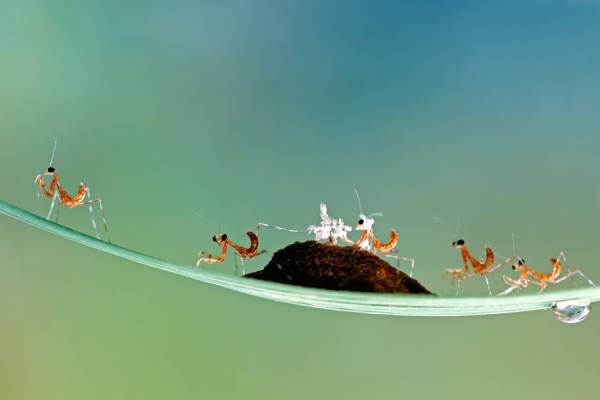 Photograph Donald Jusa The New Kids on One Eyeland