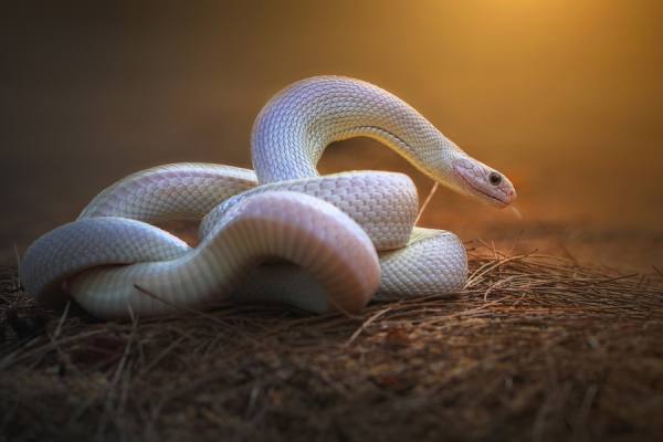 Photograph Shikhei Goh The White Legend on One Eyeland