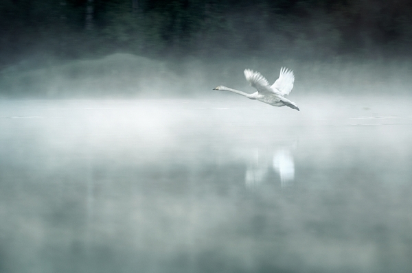 Photograph Mikko Lagerstedt Through The Morning Mist on One Eyeland
