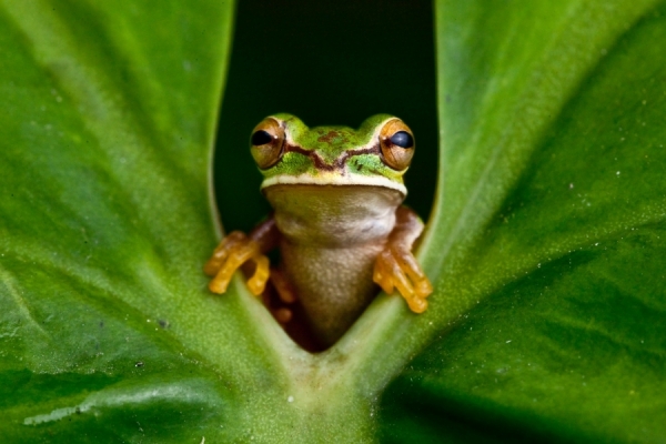 Photograph Robin Moore Treefrog on One Eyeland