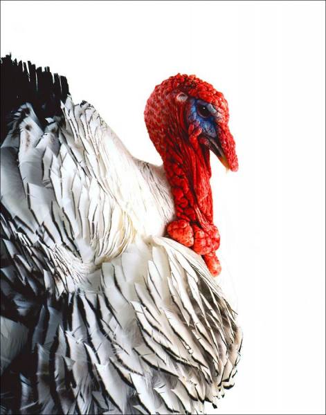 Photograph Max Hirshfeld Turkey Profile on One Eyeland