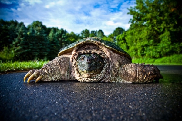 Photograph Don Johnston Turtle on One Eyeland