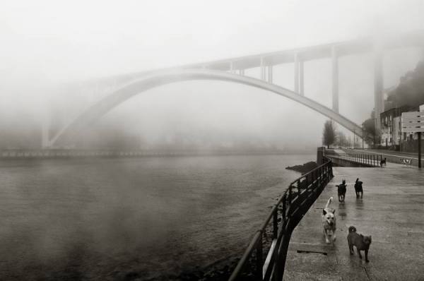 Photograph Helio Pedrosa Undergog on One Eyeland