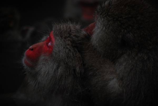 Photograph Teruo Araya Red Face on One Eyeland