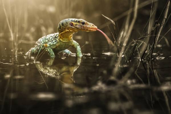 Photograph Shikhei Goh Varanus Melinus on One Eyeland
