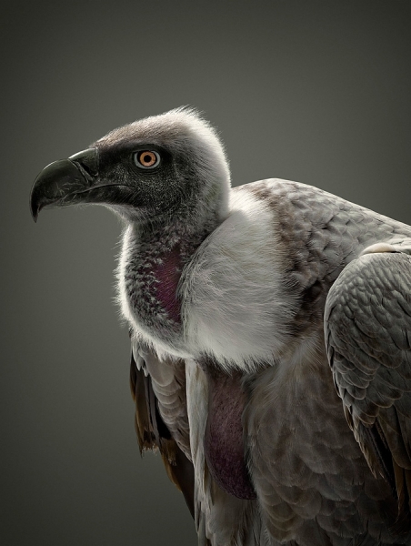 Photograph Glen Wexler Vulture on One Eyeland