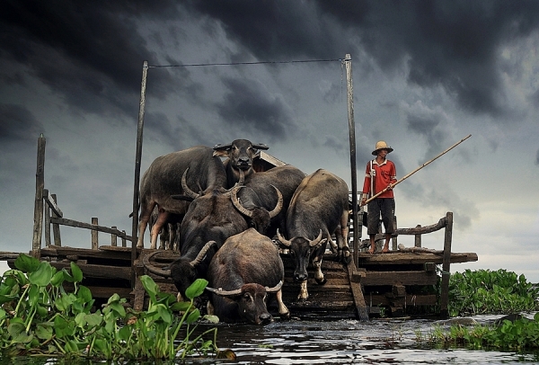 Photograph Hary Muhammad Water Buffalo on One Eyeland