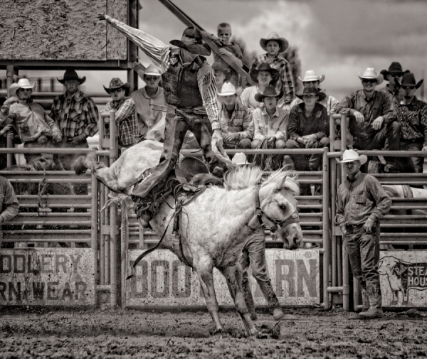 Photograph Bev Pettit White Bronc on One Eyeland
