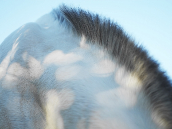 Photograph Nick Dolding White Horse 02 on One Eyeland
