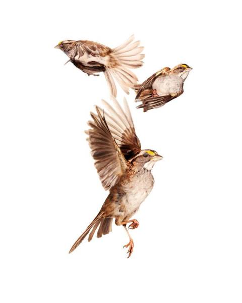 Photograph Paul Nelson White Throated Sparrows on One Eyeland
