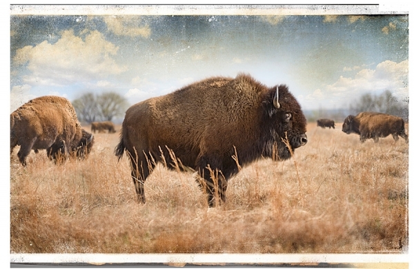 Photograph John Harris Wild Buffalo on One Eyeland