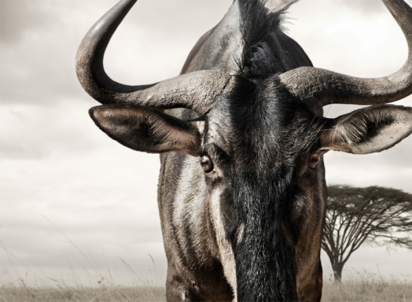 Photograph Bryan Traylor Wilderbeast on One Eyeland
