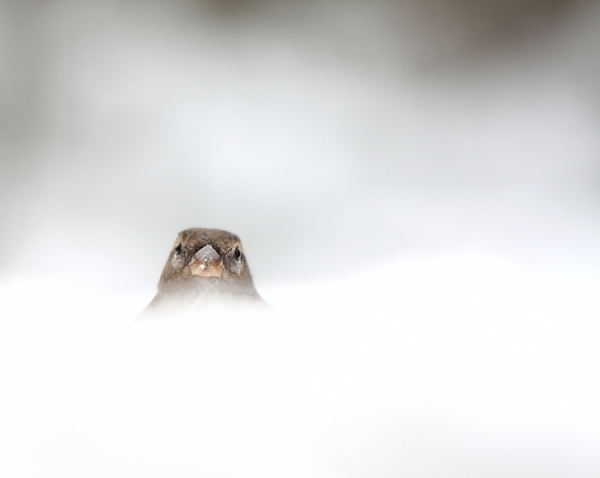Photograph Kent Mathiesen Winter on One Eyeland