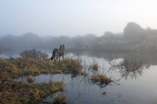 Photograph Phillip Pilkington Wolves on One Eyeland