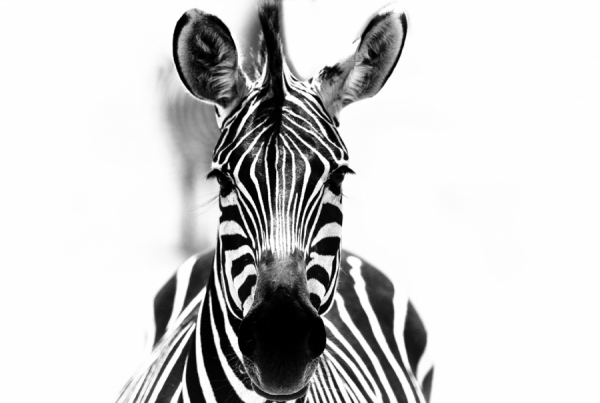 Photograph Robin Moore Zebra on One Eyeland