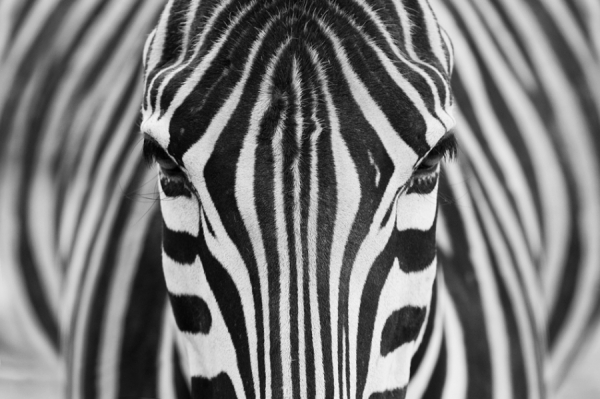 Photograph Hesham Alhumaid Zebra on One Eyeland