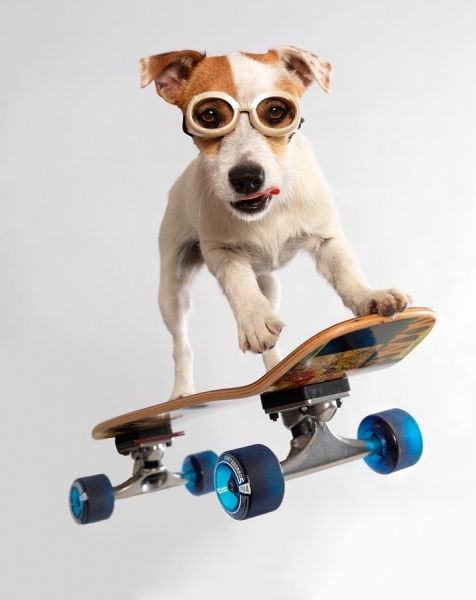 Photograph Lennette Newell Zoom Dawg on One Eyeland