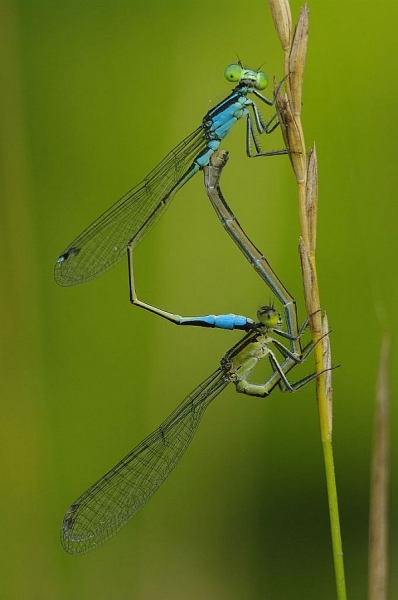 Photograph Stephan Lazanyi Dragonfly on One Eyeland