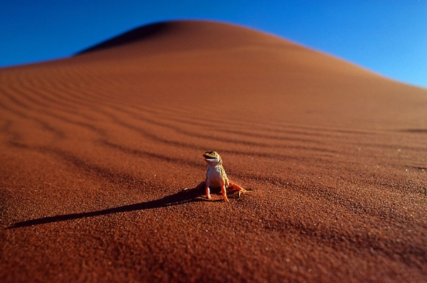 Photograph Mark Vincent Mueller Riding The Dune on One Eyeland
