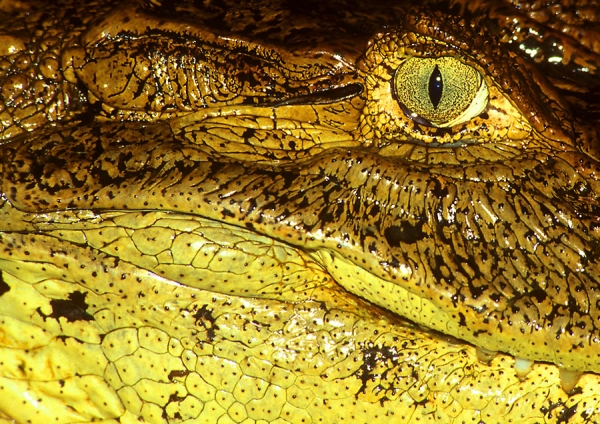 Photograph Mark Vincent Mueller Cold Stare on One Eyeland