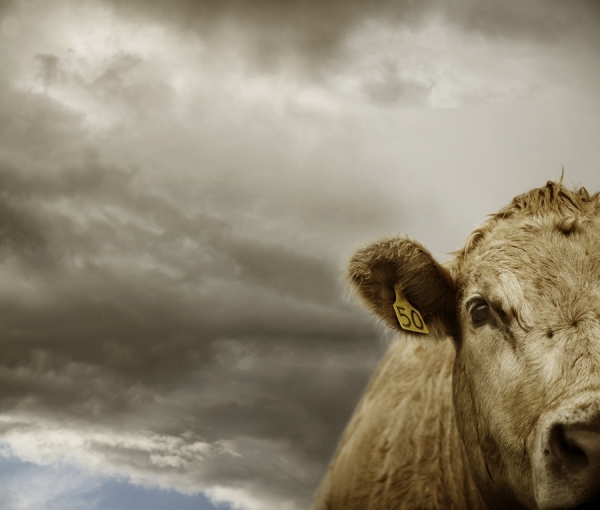 Photograph John Wagner Cow 50 on One Eyeland