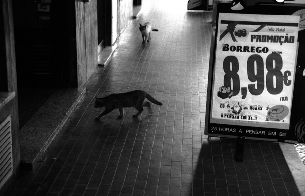 Photograph Luis Belo Cats Love Meat on One Eyeland