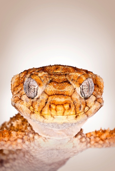 Photograph Shannon Plummer Rough Knobtail Gecko on One Eyeland