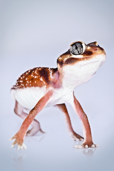 Photograph Shannon Plummer Western Smooth Knobtail Gecko on One Eyeland