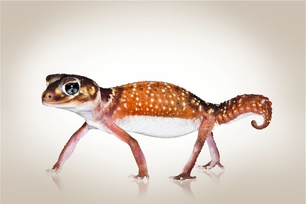 Photograph Shannon Plummer Smooth Knobtail Gecko on One Eyeland